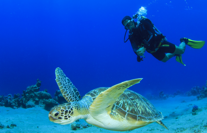 7 Tempat Scuba Diving Terbaik di Filipina